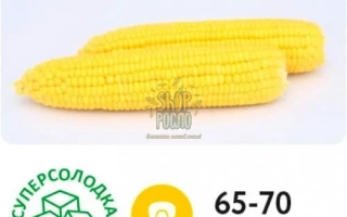 Желтая сахарная кукуруза Суперсолдак SH2 с вегетационным периодом 65-70 дней - Баха