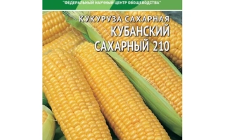 Пакет семян сахарной кукурузы Хубанский сахарный 210 от ВНИИССОК - БАКСАНСКАЯ САХАРНАЯ