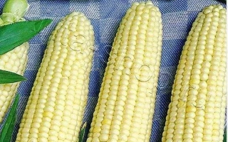Пакет семян сахарной кукурузы БЕЛОЕ ОБЛАКО