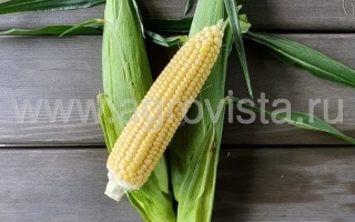 Свежая сахарная кукуруза в шелухе на деревянном фоне - Беркут