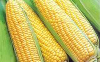 Свежая сахарная кукуруза с зелёными листьями - Билявка