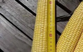 Желтая сахарная кукуруза с линейкой для измерения длины - БРАТЕЛЛА