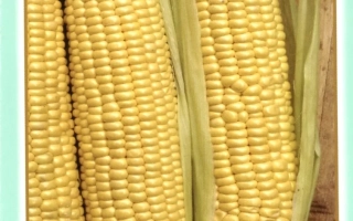 Пакет семян сахарной брусники - Брусница