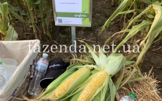 Урожай сахарной кукурузы BSS1075 на фоне поля с табличкой сорта - БСС1075