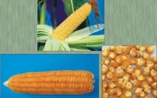 Желтая сахарная кукуруза на фоне листьев и зерна - Дебют