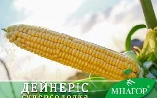 Желтая кукуруза Дейнерис на фоне неба