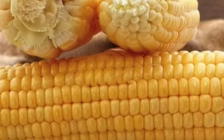 Желтая кукуруза с логотипом MAY - Димакс