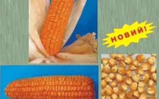 Колос сахарной кукурузы на синем фоне с изображением зерен и надписью 'НОВИЙ!' - Дмитрик