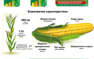 Пакет семян сахарной кукурузы ДМС Жасмин с биотехническими характеристиками