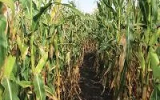 Поле сахарной кукурузы сорта ДН Шугарин