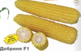 Желтая кукуруза Добриня F1