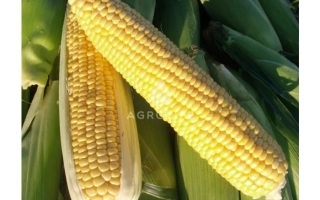 Свежая сахарная кукуруза на стебле - ДРАЙВЕР Р