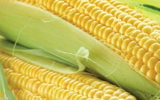 Желтая сахарная кукуруза Джамала на фоне зелени