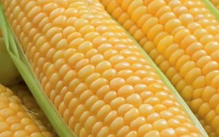 Пакет семян сахарной кукурузы Джокер F1