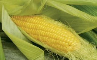 Свежая сахарная кукуруза в шелухе - ЕЛЕМЕНТ