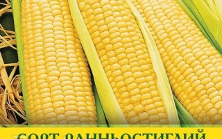 Желтая сахарная кукуруза сорта Раннестиглый - Евгелия