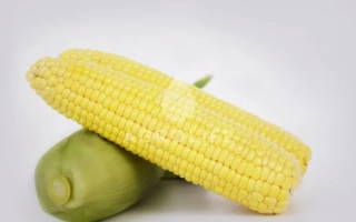 Желтая кукуруза на белом фоне - Фрагман