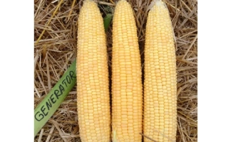 Три початка сахарной кукурузы сорта Генератор на соломе