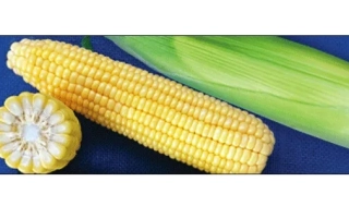 Желтая сахарная кукуруза на синем фоне - ГХ 6055
