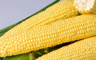 Желтая сахарная кукуруза на зеленой листве - Джиа