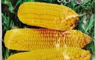 Пакет семян сахарной кукурузы ГЛАМУР с изображением початков