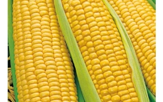 Пакет семян сахарной кукурузы 'Государь' с изображением початков