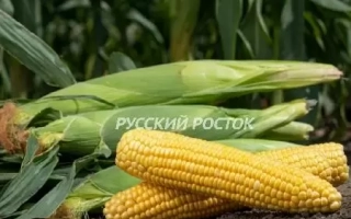 Желтая кукуруза на земле с надписью РУССКИЙ РОСТОК - ГСС 14184