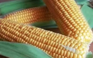 Свежая сахарная кукуруза ГСС 1477 F1