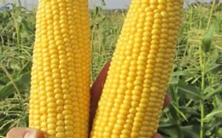 Две спелые початки сахарной кукурузы ГСС 5022 F1 на фоне поля