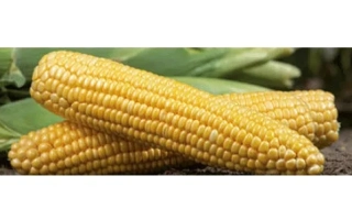 Желтая сахарная кукуруза на фоне листьев - ГСС14184