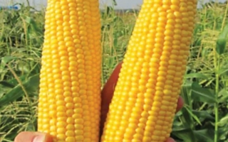 Две желтые початки сахарной кукурузы ГСС5649 на фоне поля