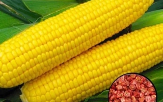 Желтая кукуруза ХАЙГЛОУ 52 на фоне листьев