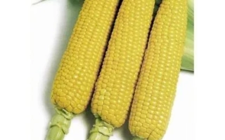 Три початки сахарной кукурузы на белом фоне с логотипом SAKATA - Хани Бентем 83