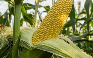 Желтая початок сахарной кукурузы на фоне листьев - ДЖЕТ