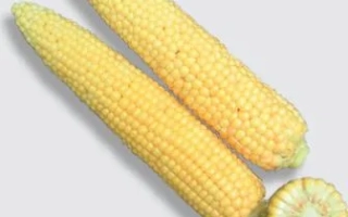 Три початка сахарной кукурузы Кокани F1 на белом фоне