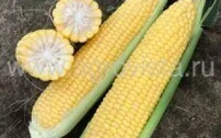 Свежая сахарная кукуруза КОЛМАН | KOLMAN на земле