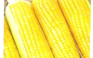 Пакет семян кукурузы Краснодарская сахарная 4 с изображением початков