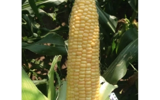 Желтая початок сахарной кукурузы на фоне листьев - Кунфу