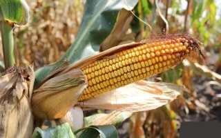 Свежая кукуруза на стебле в поле - ЛАДОЖСКИЙ САХАРНЫЙ 250 СВ