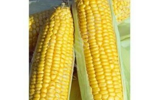 Пакет семян сахарной кукурузы ЛЕДЕНЕЦ