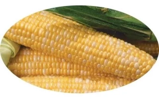 Свежая сахарная кукуруза LIBERTON - ЛИБЕРТОН