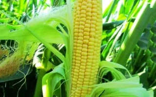 Свежая сахарная кукуруза на стебле в поле - ЛС 779