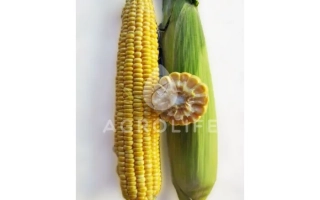 Желтая сахарная кукуруза на белом фоне - ЛС 899