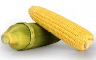 Свежая сахарная кукуруза на белом фоне - Макарон