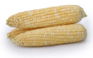 Два початка сахарной кукурузы на белом фоне - МАЙБИКО