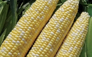 Три початка сахарной кукурузы сорта Мармурова на фоне листьев