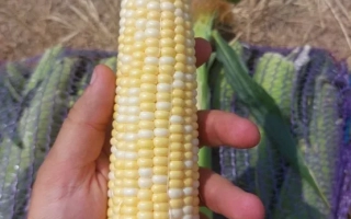 Желтая сахарная кукуруза в руке на фоне земли - МАЙБИКО