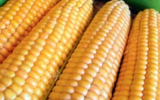 Пакет семян сахарной кукурузы МЕЧТА ГУРМАНА с изображением початков