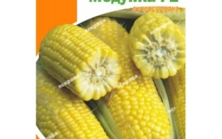 Пакет семян кукурузы Медунка F1 с изображением початков