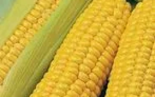 Пакет семян сахарной кукурузы МОНАРХИЯ F1